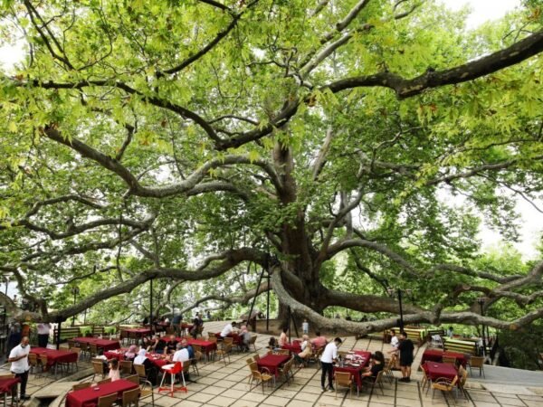 Green Bursa Tour Full Day Tour From Istanbul